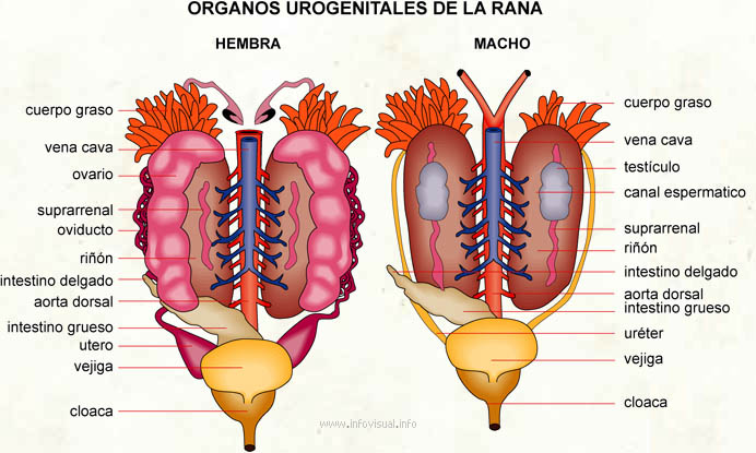 Organos urogenitales de la rana